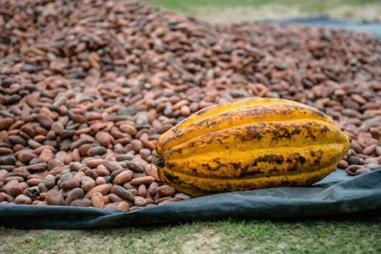 Cacao de Zacatelco en Tlaxcala impulsado como producto con potencial económico y cultural en mercados nacionales e internacionales