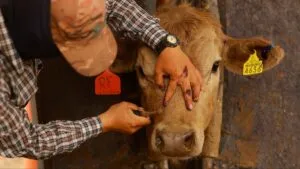 Autoridades mexicanas refuerzan medidas para contener el brote del gusano barrenador que amenaza la ganadería nacional