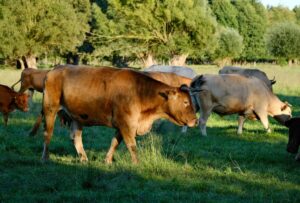 Imagen ilustrativa de ganadería, bienes inmuebles y actividades notariales vinculadas a la fortuna de Adán Augusto López