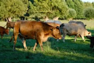 Imagen ilustrativa de ganadería, bienes inmuebles y actividades notariales vinculadas a la fortuna de Adán Augusto López