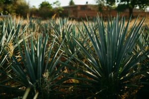 Campos de agave en Jalisco representan la producción sostenible reconocida rumbo a la COP30