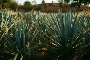 Campos de agave en Jalisco representan la producción sostenible reconocida rumbo a la COP30