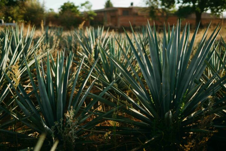 Campos de agave en Jalisco representan la producción sostenible reconocida rumbo a la COP30