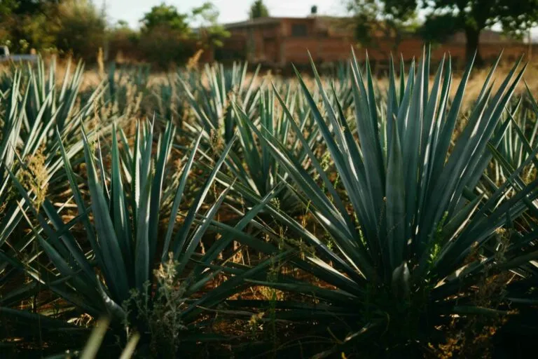 Campos de agave en Jalisco representan la producción sostenible reconocida rumbo a la COP30