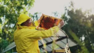 Aguascalientes impulsa protección apícola con ley que regula la producción de miel y el cuidado de abejas