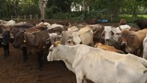 Gusano barrenador detectado en ganado bovino de Tamaulipas y riesgo para exportaciones