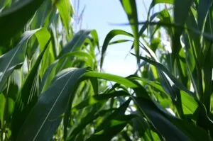 Campo agrícola moderno en Guanajuato simbolizando el crecimiento económico del sector primario registrado en el segundo trimestre de 2025