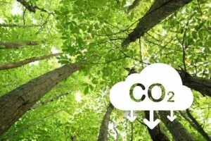 Árboles absorbiendo CO₂ como parte de una economía verde en Irlanda