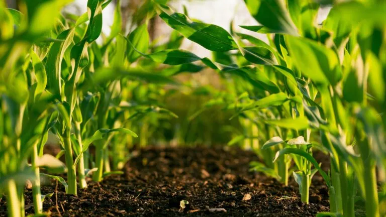 agricultura mexicana pide que decisiones comerciales en la revisión del TMEC se basen en evidencia científica y tecnológica