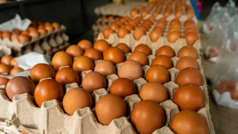 Mercado de huevo orgánico en México con producción sustentable y crecimiento empresarial en la industria avícola