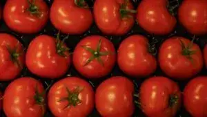 mercado del jitomate con alza de precios y presión global en productores agrícolas