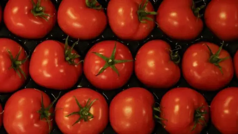 mercado del jitomate con alza de precios y presión global en productores agrícolas