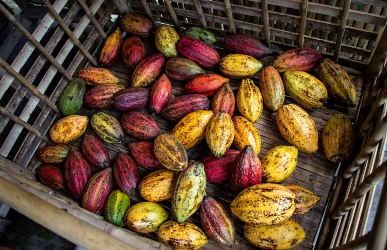 Productores de cacao veracruzano preparan exportaciones hacia Europa tras acuerdo comercial entre México y la Unión Europea