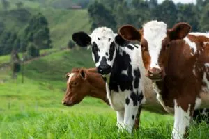 Ganadería circular con producción sostenible, biogás y fertilizantes orgánicos en España