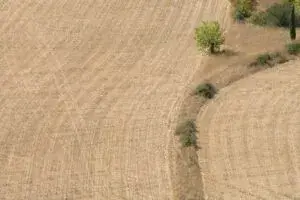 Crisis del sorgo reduce siembra en Tamaulipas y afecta economía rural con menor producción agrícola