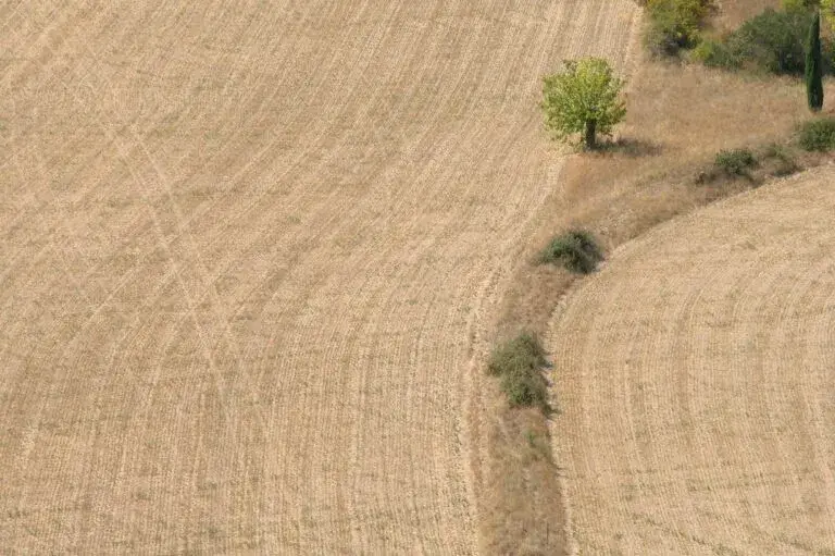Crisis del sorgo reduce siembra en Tamaulipas y afecta economía rural con menor producción agrícola