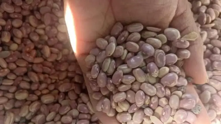 Frijoles mexicanos en cocina tradicional relacionados con alimentación saludable y canasta básica nacional