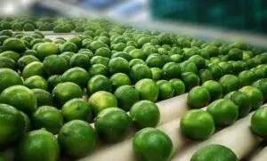 Limones mexicanos frescos relacionados con agricultura, exportaciones y aumento de precios en México