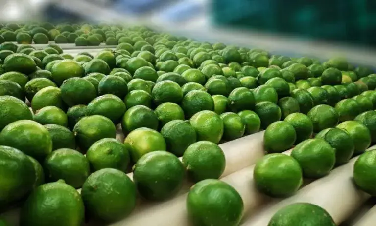 Limones mexicanos frescos relacionados con agricultura, exportaciones y aumento de precios en México