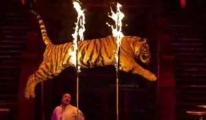 Tigres y elefantes de animales de circo trasladados a santuarios y zoológicos en México