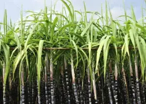 Campos de caña de azúcar y actividad agroindustrial relacionados con producción, empleo y economía mexicana