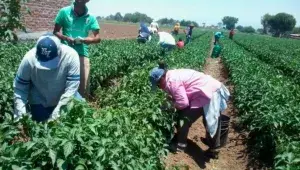 Trabajadores realizando la pisca en campos agrícolas mexicanos relacionados con cosecha y producción de alimentos