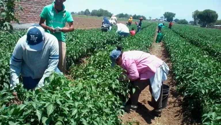 Trabajadores realizando la pisca en campos agrícolas mexicanos relacionados con cosecha y producción de alimentos