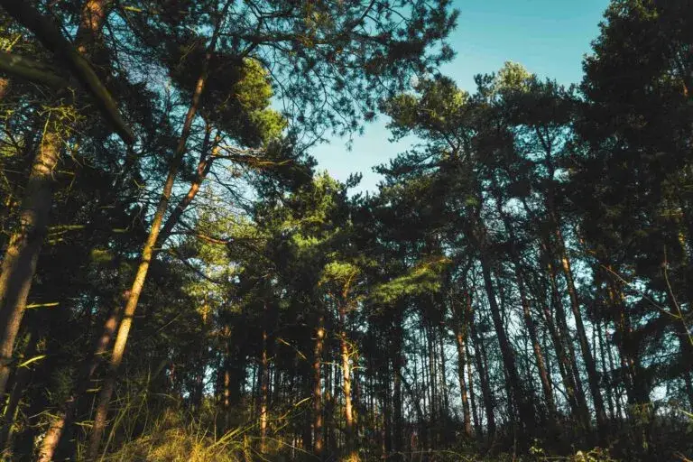 Pinos invasores en Nueva Zelanda reducen agua disponible y afectan ecosistemas naturales