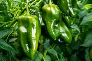 Chile poblano con mayor precio durante la temporada gastronómica en México por aumento de la demanda.