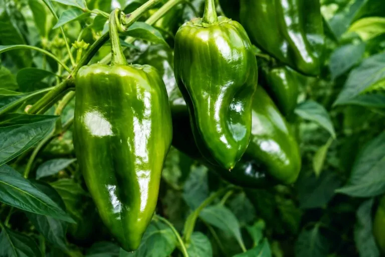 Chile poblano con mayor precio durante la temporada gastronómica en México por aumento de la demanda.