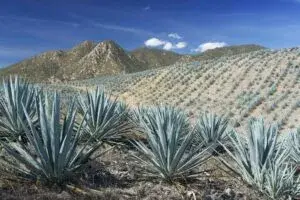 Tequila refuerza su papel como símbolo de México con impacto en empleo y exportaciones nacionales.