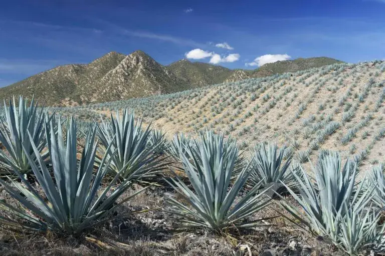 Tequila refuerza su papel como símbolo de México con impacto en empleo y exportaciones nacionales.