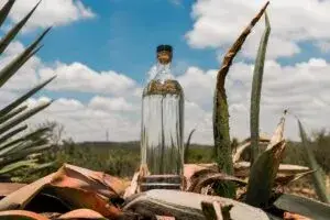 Festival del Mezcal en Durango reúne productores y negocios para impulsar ventas y turismo