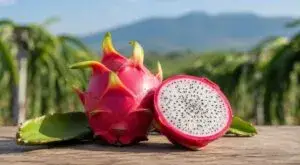 Pitahaya mexicana durante su cosecha para exportación con mayor demanda e innovación en producción.