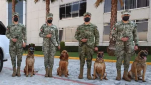 Perros rescatistas reciben meses de entrenamiento para localizar personas entre escombros y trabajar con sus guías durante emergencias.