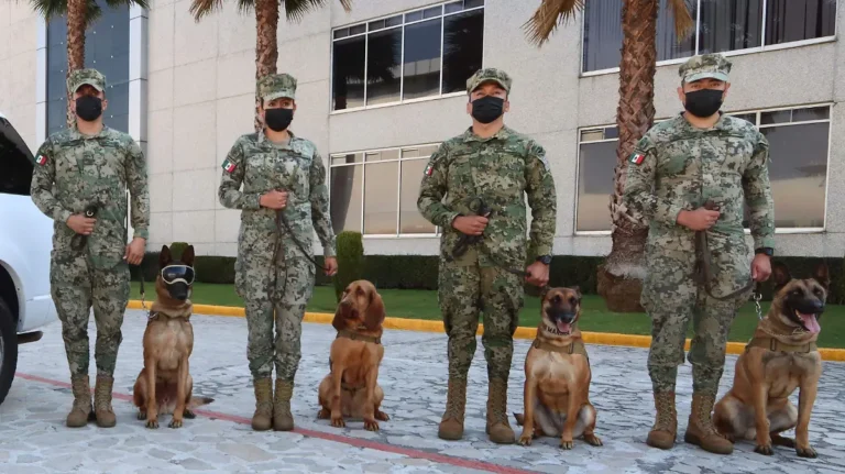 Perros rescatistas reciben meses de entrenamiento para localizar personas entre escombros y trabajar con sus guías durante emergencias.