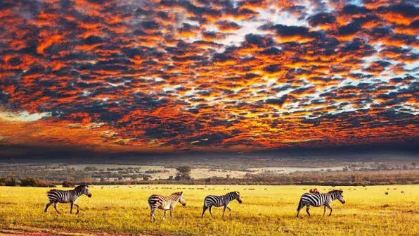 Serengeti impulsa el turismo de Tanzania gracias a la Gran Migración, los safaris y una creciente industria de alojamiento.