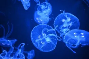 Medusas comestibles procesadas en Tailandia para desarrollar nuevos alimentos y ampliar su mercado internacional