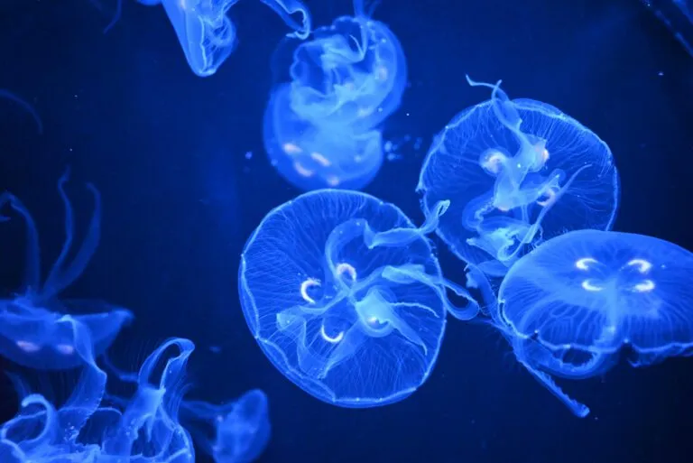 Medusas comestibles procesadas en Tailandia para desarrollar nuevos alimentos y ampliar su mercado internacional