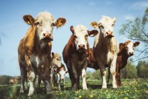 Ganado bovino en un campo que representa el uso de análisis genéticos de Bulltrack para mejorar la selección y reproducción de animales.