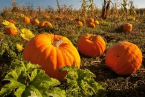Calabazas decorativas de barro exhibidas en un taller artesanal de San Juan del Río durante la temporada de Halloween.