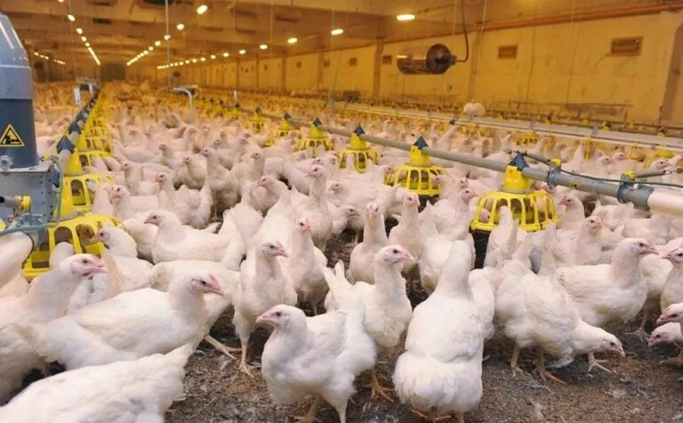Importación de productos avícolas de Brasil queda temporalmente suspendida en México por un brote de Newcastle.