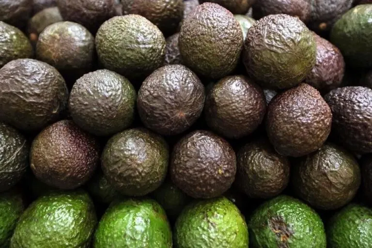 Superávit agroalimentario de México enfrenta presión por la fortaleza del peso y las condiciones comerciales con Estados Unidos.